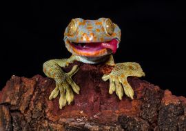 Lais Puzzle - Gecko - 1.000 Teile
