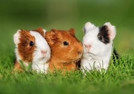 Lais Puzzle - Meerschweinchen  - 1.000 Teile