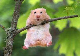 Lais Puzzle - Hamster - 1.000 Teile