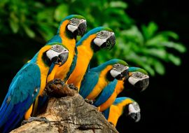 Lais Puzzle - Papageien - 1.000 Teile