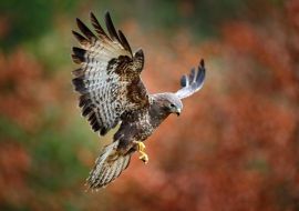 Lais Puzzle - Bussard - 1.000 Teile