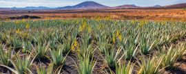 Lais Puzzle - Aloe Vera Plantage, Fuerteventura - 2.000 Teile