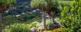 Lais Puzzle - Kanarischer Drachenbaum auf der Insel La Palma - 2.000 Teile