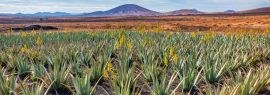 Lais Puzzle - Aloe Vera Plantage, Fuerteventura - 1.000 Teile