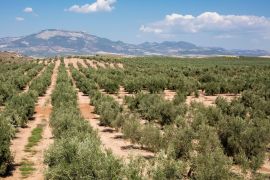 Lais Puzzle - Typische andalusische Landschaft in der Nähe des Dorfes Fuensanta in der Provinz Granada - 2.000 Teile