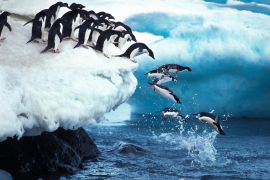 Lais Puzzle - Pinguine - 2.000 Teile