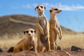 Lais Puzzle - Erdmännchen - 2.000 Teile