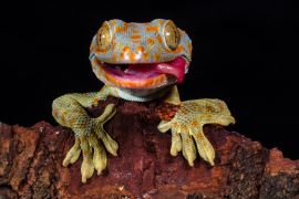 Lais Puzzle - Gecko - 2.000 Teile