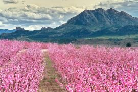 Lais Puzzle - Blüten von Obstbäumen in Cieza in Murcia - 2.000 Teile