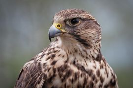 Lais Puzzle - Falke - 2.000 Teile