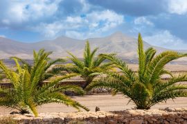 Lais Puzzle - Molino de Tefia, Fuerteventura - 2.000 Teile