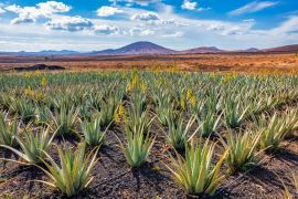 Lais Puzzle - Aloe Vera Plantage, Fuerteventura - 2.000 Teile
