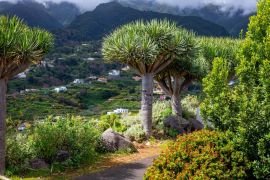 Lais Puzzle - Kanarischer Drachenbaum auf der Insel La Palma - 2.000 Teile