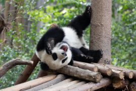 Lais Puzzle - Panda - 2.000 Teile