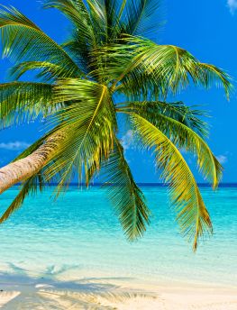 Lais Puzzle - Tropischer Strand - 1.000 Teile