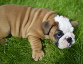Lais Puzzle - Bulldogge - 1.000 Teile
