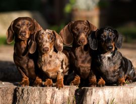 Lais Puzzle - Dachshunde - 1.000 Teile