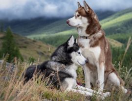 Lais Puzzle - Huskies - 1.000 Teile