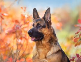 Lais Puzzle - Deutscher Schäferhund - 1.000 Teile