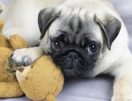 Lais Puzzle - Mops - 1.000 Teile