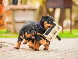 Lais Puzzle - Rottweiler Welpen - 1.000 Teile