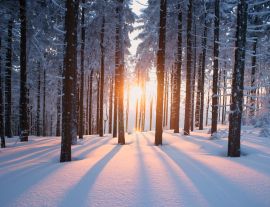 Lais Puzzle - Sonnenuntergang im Wald im Winterhalbjahr - 1.000 Teile