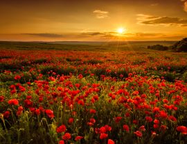 Lais Puzzle - Mohnfeld bei Sonnenuntergang - 1.000 Teile