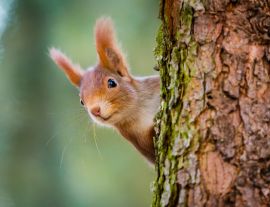 Lais Puzzle - Neugieriges rotes Eichhörnchen späht hinter dem Baumstamm - 1.000 Teile