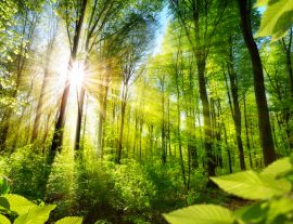 Lais Puzzle - Sonnenbeschienene Laubbäume im Wald - 1.000 Teile