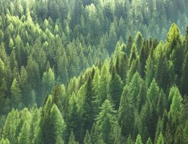 Lais Puzzle - Gesunde grüne Bäume in einem Wald aus alten Fichten, Tannen und Kiefern - 1.000 Teile