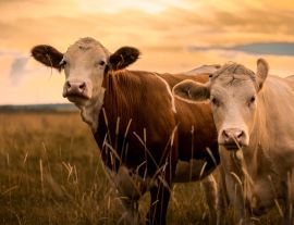 Lais Puzzle - Kühe im Sonnenuntergang - 1.000 Teile