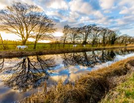 Lais Puzzle - Pferde auf dem Grand Canal, Irland - 1.000 Teile