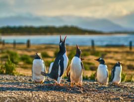 Lais Puzzle - Die Pinguinkolonie auf der Insel im Beagle-Kanal. Argentinisches Patagonien. Ushuaia - 1.000 Teile
