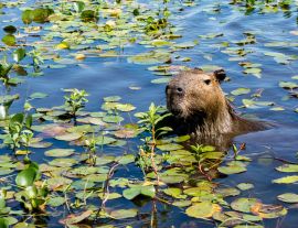 Lais Puzzle - Ein Wasserschwein streckt seinen Kopf aus dem mit Pflanzen bewachsenen Wasser des Ibera-Feuchtgebiets (Esteros del Ibera) in der Nähe des Dorfes Colonia Carlos Pellegrini in der Provinz Corrientes im Norden Argentiniens. - 1.000 Teile