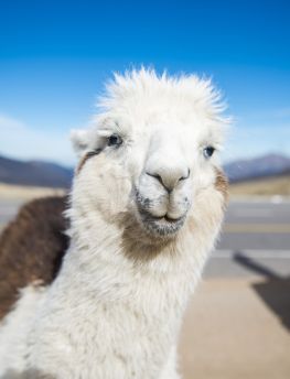 Lais Puzzle - Lama in Nahaufnahme in den Höhenlagen von Tucumán, Argentinien - 1.000 Teile