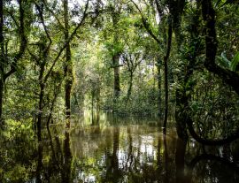 Lais Puzzle - Lagunen und Wälder im Dschungel von Guainia in Kolumbien - 1.000 Teile