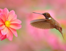 Lais Puzzle - Vogel mit rosa Blume. Kolibri Brown Inca, Coeligena wilsoni, fliegt neben schöner rosa Blüte, Kolumbien - 1.000 Teile