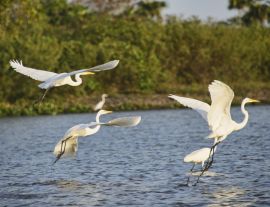 Lais Puzzle - Silberreiher (Ardea alba) auf dem Rio Magdalena, Santa Cruz de Mompox, Bolivar, Kolumbien - 1.000 Teile