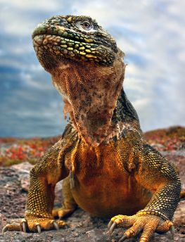 Lais Puzzle - Galapagos Leguan, Ecuador - 1.000 Teile