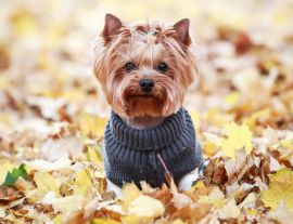 Lais Puzzle - Yorkshire Terrier im Pullover, England - 1.000 Teile