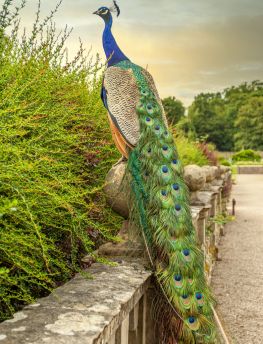 Lais Puzzle - Farbenfroher Pfau im Garten der Newstead Abbey, Nottinghamshire, England - 1.000 Teile
