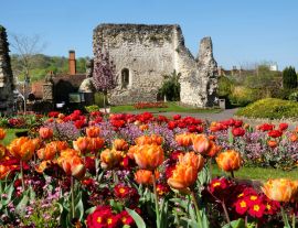 Lais Puzzle - Bunte Frühlings-Tulpen rund um Guildford Castle, Surrey, England - 1.000 Teile