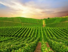 Lais Puzzle - Ansicht eines Weinbergs in der Pfalz, Deutschland - 1.000 Teile