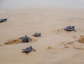 Lais Puzzle - Frisch geschlüpfte Schildkröten auf ihrem Weg ins Meer in Aracaju, Sergipe, Brasilien - 1.000 Teile