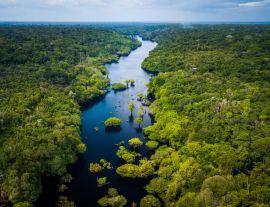 Lais Puzzle - Amazonas-Regenwald im Anavilhanas-Nationalpark, Amazonas - Brasilien - 1.000 Teile