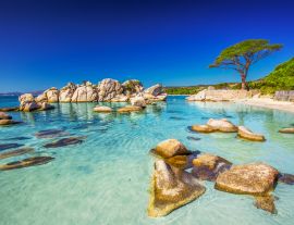 Lais Puzzle - Pinienbaum am Strand von Palombaggia, Korsika, Frankreich - 1.000 Teile