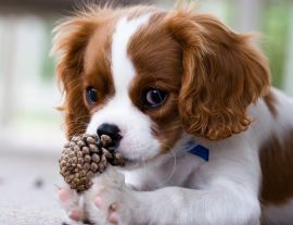 Lais Puzzle - Cavalier King Charles Spaniel - 1.000 Teile