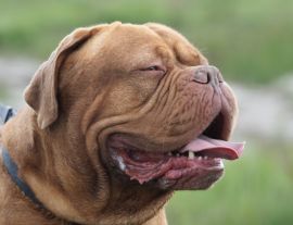 Lais Puzzle - Bordeauxdogge - 1.000 Teile