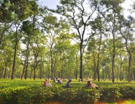 Lais Puzzle - Teegartenarbeiterinnen pflücken Teeblätter in Assam - Indien - 1.000 Teile