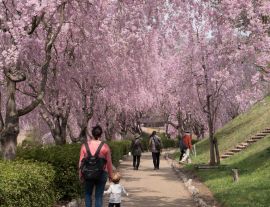 Lais Puzzle - Volle Blüte der Shidare-Sakura in Ibaraki, Japan - 1.000 Teile